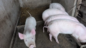 Porci de vânzare - imagine 3