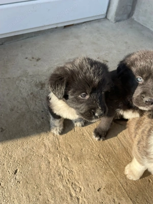 Se dă spre adopție  - imagine 3