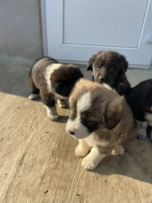 Se dă spre adopție  - imagine 2