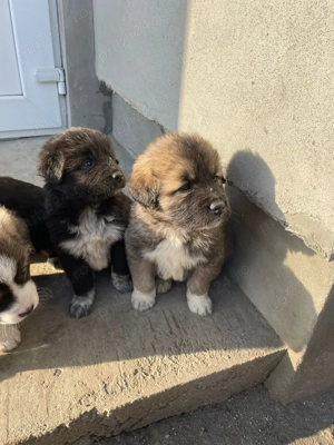 Se dă spre adopție  - imagine 4