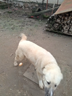 Vand ccatelusa  - imagine 3