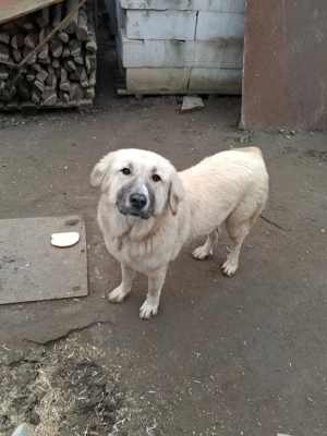 Vand ccatelusa  - imagine 2