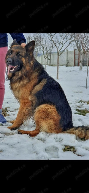 Donez baietel Ciobănesc german  - imagine 2