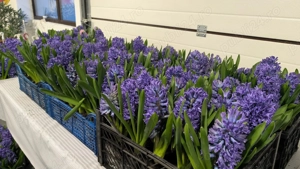 Zambile la ghiveci   Blue Jacket