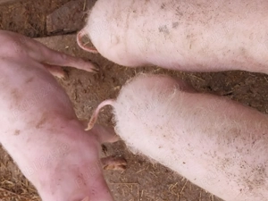 Vând purcei  - imagine 3