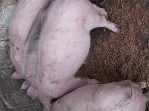 Vând purcei  - imagine 2