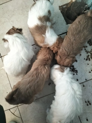 Vând bichoni havanezi  - imagine 4