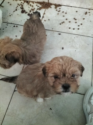 Vând bichoni havanezi  - imagine 3