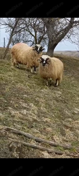 vand mior breaz  - imagine 4