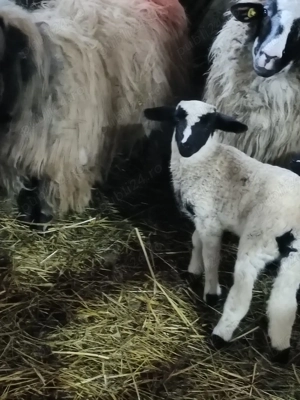 vand mior breaz  - imagine 2