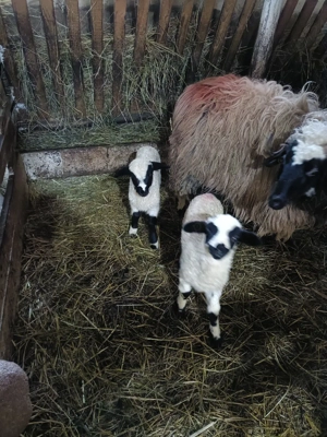 vand mior breaz  - imagine 3