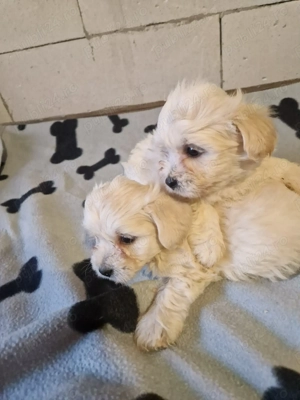 2 băieței Bichon maltez de 6 săptămâni  - imagine 2
