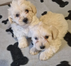 2 băieței Bichon maltez de 6 săptămâni  - imagine 4