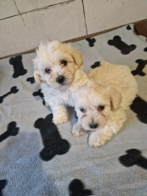 2 băieței Bichon maltez de 6 săptămâni  - imagine 3