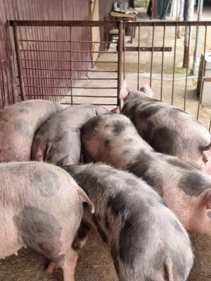 vand scroafe gestante  bihor cefa 