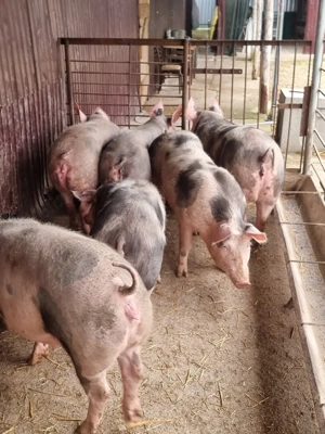 vand scroafe gestante  bihor cefa  - imagine 2