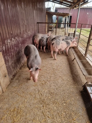 vand scroafe gestante  bihor cefa  - imagine 3