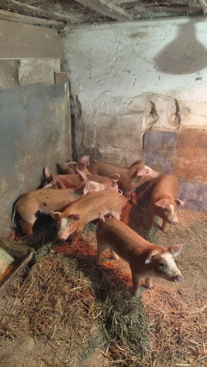 Vand purcei - imagine 3