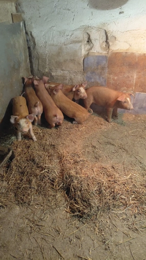 Vand purcei - imagine 2