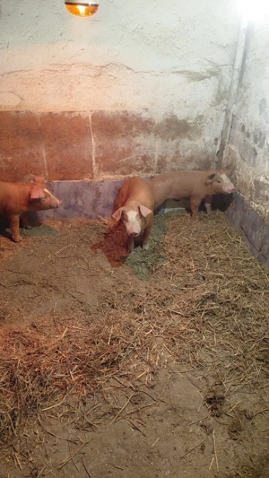 Vand purcei - imagine 4