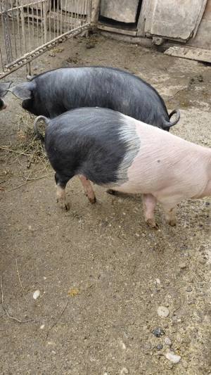 Vand soldani - imagine 2