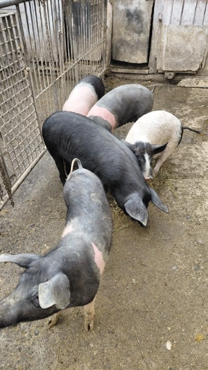 Vand soldani - imagine 4