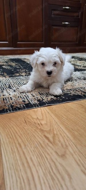 Bichon Maltez talie mica  - imagine 2