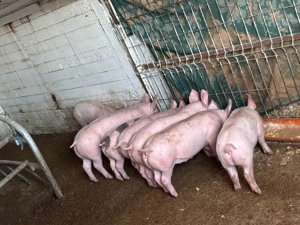 Vand purcei de 7 saptamani - imagine 3