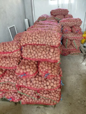 Cartofi de sămânță 