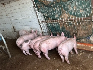 Vand purcei de 7 saptamani - imagine 5