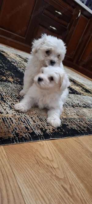 Bichon Maltez talie mica  - imagine 4