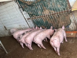 Vand purcei de 7 saptamani - imagine 2