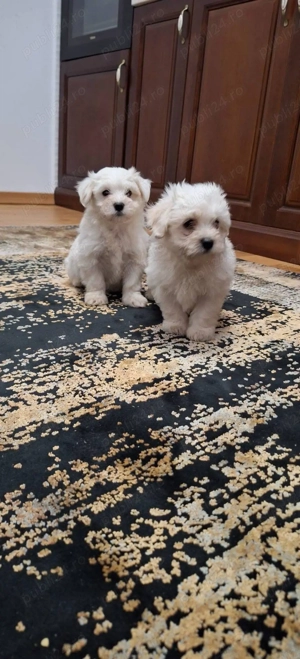 Bichon Maltez talie mica  - imagine 3