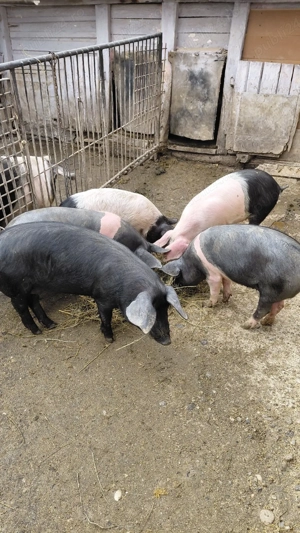 Vand soldani - imagine 3