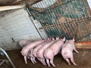 Vand purcei de 7 saptamani - imagine 4