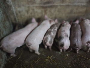 Vindem purcei 10 săptămâni 