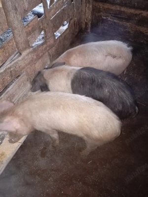 purcei de vânzare  - imagine 5