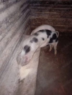 purcei de vânzare  - imagine 3