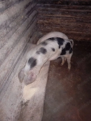 purcei de vânzare  - imagine 4