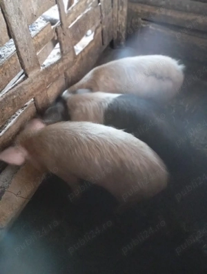 purcei de vânzare  - imagine 2