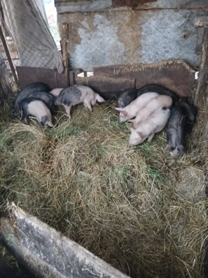 De Vânzare 12 bucăți 9 săptămânii 