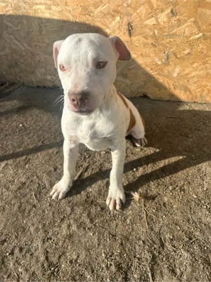 catel amstaf cesi cauta stapaîn 