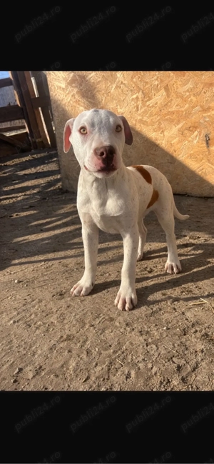 catel amstaf cesi cauta stapaîn  - imagine 2