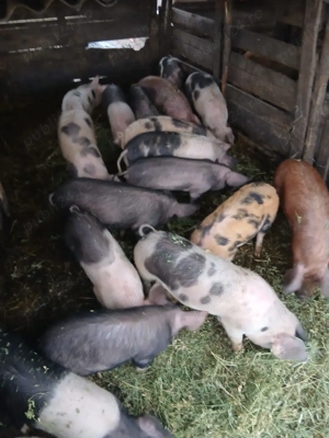 De Vânzare 17 bucăți 30 35 kg unul 