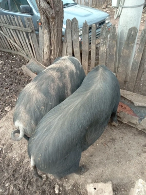 vând doi porci 