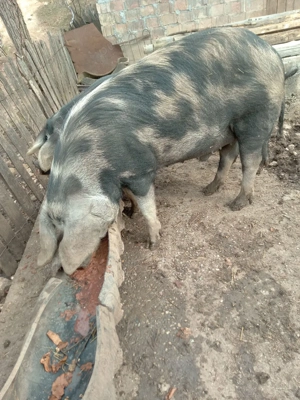 vând doi porci  - imagine 4