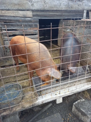 porci de vanzare 100-130 kg - imagine 2