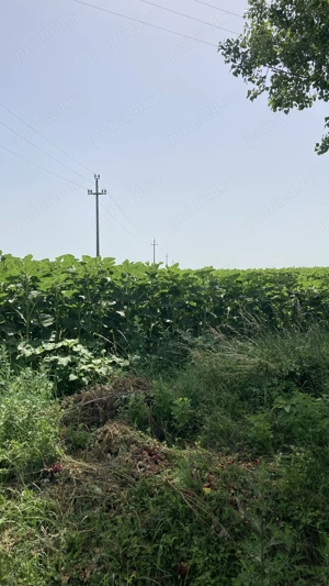 Teren de vânzare Sere Onești - imagine 4