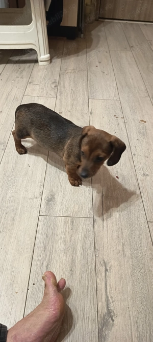 Vând tekel 9 săptămâni vaccinat 