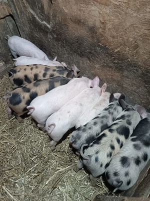 De vânzare 10 purceluși 8 săptămâni  - imagine 2